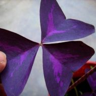 Луковици на Кралска детелина, Оксалис (Oxalis Triangularis) - 250 бр.