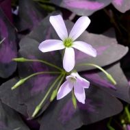 Луковици на Кралска детелина, Оксалис (Oxalis Triangularis) - 250 бр.