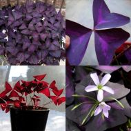 Луковици на Кралска детелина, Оксалис (Oxalis Triangularis) - 250 бр.