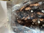 Луковици на Кралска детелина, Оксалис (Oxalis Triangularis) - 250 бр.