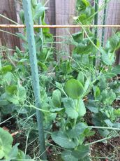 Пластмасови колчета за поддържане на растения 120 см, ⌀ 11 мм