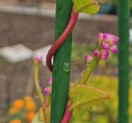 Пластмасови колчета за поддържане на растения 120 см, ⌀ 11 мм