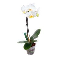 GT Orchid Focus Drip Feeders 38ml - Доза Капков торене за Орхидей  