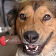 Puff Palz Doggie Doob – brown natural rubber dog toy