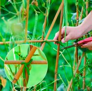 Мека тел за привързване на растения, ø 5 мм (5 м)