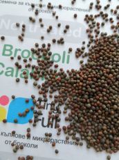 Broccoli Calabrese microgreen seeds 150 g