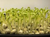 Семена от Грах (Pea Tendril) 700 гр