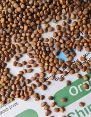 Семена от репички сорт "Китайска роза" (China Rose Radish) 300 гр