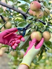 Garden shears CHIKAMASA T-55C (long blade)