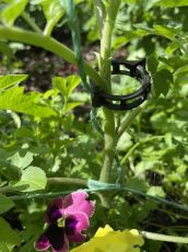 Bending Clipst for Tomatos black