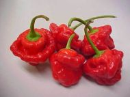 Семена от Люти Чушки - Habanero Red - 25 броя
