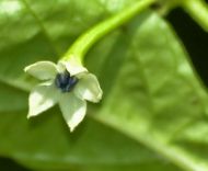 Семена от Люти Чушки - White Molly/ White Bullet - 15 броя