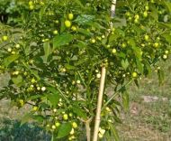 Семена от Люти Чушки - White Molly/ White Bullet - 15 броя