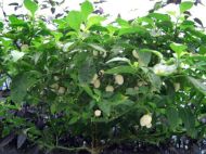 Семена от Люти Чушки - White Molly/ White Bullet - 15 броя