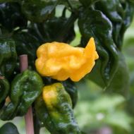 Семена от Люти Чушки - Limòn -15 броя 