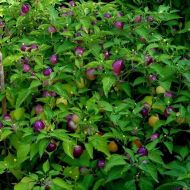 Семена от Люти Чушки - Moranguinho - 15 броя