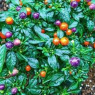 Семена от Люти Чушки - Moranguinho - 15 броя