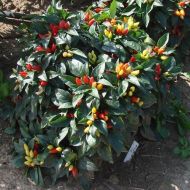 Семена от Люти Чушки - Starburst - 15 броя