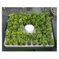 Хидропонна система за резници / клонинги - T.A. HydroCloner Spinner 72