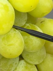 Провесионална Японска ножица CHIKAMASA B-600H