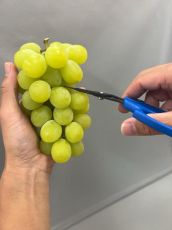 Провесионална Японска ножица CHIKAMASA B-600H