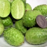 Краставица - West India(n) Burr Gherkin
