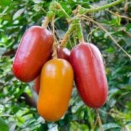 Декоративна Краставица - Cassabanana - 5 семена