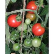 Чери домати - HUMBOLDT TOMATO - 15 семена