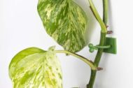 BetterGrow - усукани щипки за поддръжка на орхидеи, зелени - 14 бр