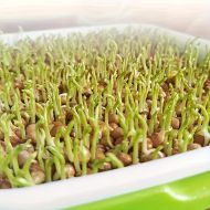 🌱 Комплект табли за покълване на микро зелени растения  с мрежа и капак и рамери 24/32см 