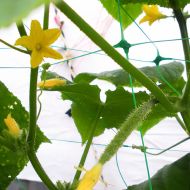 Climbing plant net 1.7 × 100 m