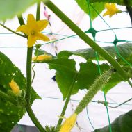 Мрежа за увивни растения Bradas PLANT NET 2 × 10 м