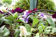 HydroDrip 15 automatic watering kit – for up to 15 pots