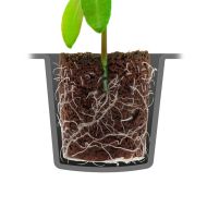ROOT!T Dry Peat Free 60  – Табла с 60 торфо-заместващи кубчета за покълване и вкореняване
