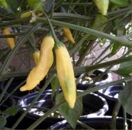 Семена от люти чушки сорт "Ахи Ананас" (Aji Pineaple) - 15 бр.