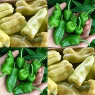 "My hot choice" Chili pepper seeds - 15 pcs.