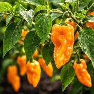 Семена от люти чушки сорт "Оранжево Пеперончини" (Orange Pepperoncini) - 10 бр.