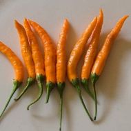 Семена от люти чушки сорт "Тайландско оранжево" (Orange Thai) - 15 бр.