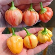 "Peppapeach Stripey" Chili pepper seeds - 10 pcs.