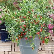 "Pikito" Chili pepper seeds - 15 pcs.