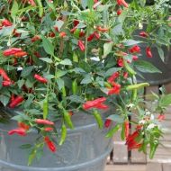 "Pikito" Chili pepper seeds - 15 pcs.