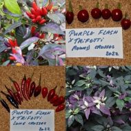 Семена от люти чушки сорт "Purple Flash x Trifetti"- 15 бр.