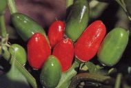 Семена от люти чушки сорт "Табаско" (Tabasco) - 25 бр.