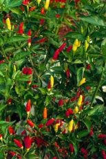 Семена от люти чушки сорт "Табаско" (Tabasco) - 25 бр.
