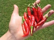 Семена от люти чушки сорт "Табаско" (Tabasco) - 25 бр.