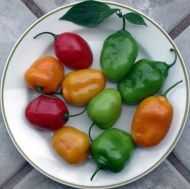 "ROCOTOPEPER Mix" Chili pepper seeds - 15 pcs.