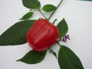 "ROCOTOPEPER Mix" Chili pepper seeds - 15 pcs.