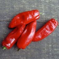 Семена от люти чушки сорт "Пимен дьо ла Брес" (Piment de la Bresse) - 15 бр.