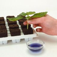 GT Root Riot® 77 – Tray with 77 organic seed and cutting starter cubes