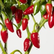 Семена от люти чушки сорт "Ахи Пиканте де Еузебио" (Aji Picante de Eusebio) - 15 бр.